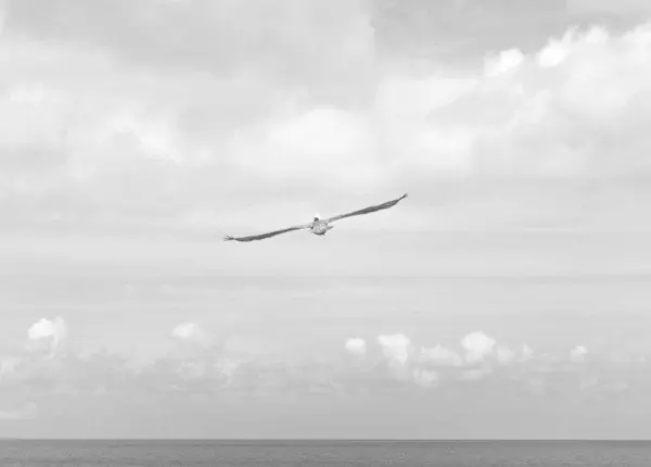 Editorial photograph by Ryan Jacques, selected for the close focus collection.